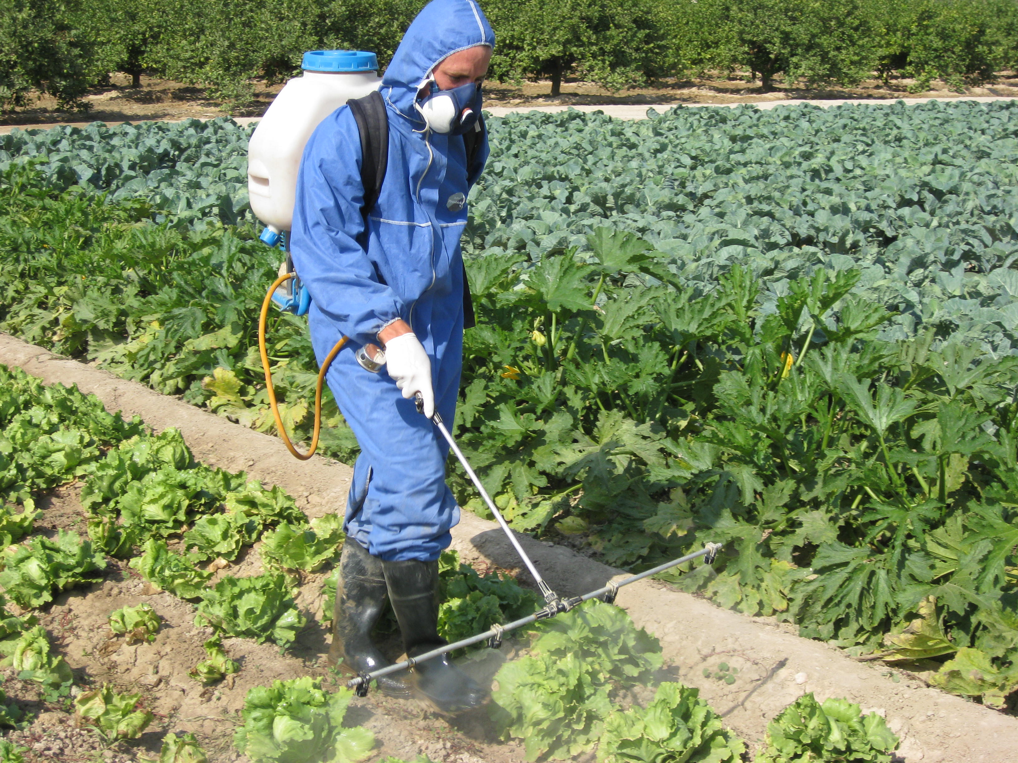 Un estudio de la UMU confirma la total seguridad alimentaria en cultivos de lechuga en la Región de Murcia y en su procesado