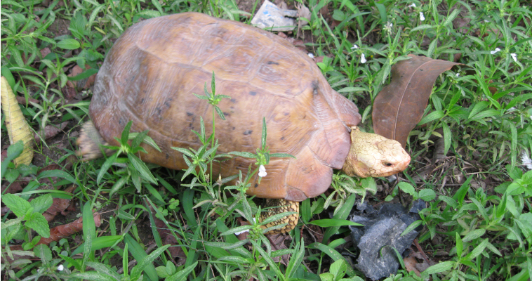 Imagen de carrusel Centro de conservación de tortugas, Jhapa (Nepal)