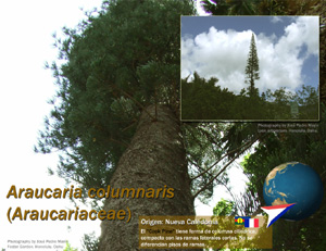 araucaria columnaris