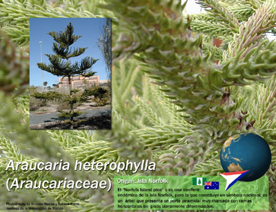 Araucaria
                  heterophylla, araucaria, norfolk pine