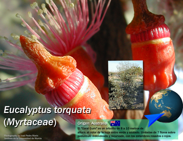Eucalyptus
                    torquata