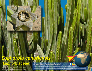 Euphorbia
                    canariensis