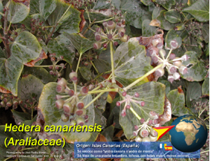 Hedera
                    canariensis, hiedra, canarias, flora canarias