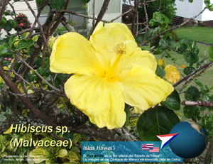 Hibiscus,
                    Hawaii, Manoa