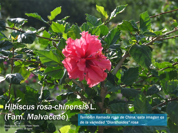 Hibiscus rosa
                    sinensis