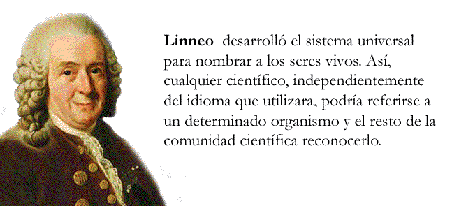Linneo, sistema binomial