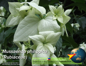 Mussaenda
                  philippica, filipinas, philippines