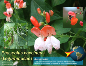 Phaseolus
                      coccineus, legumbre espaola