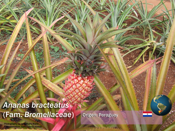 ananas bracteatus