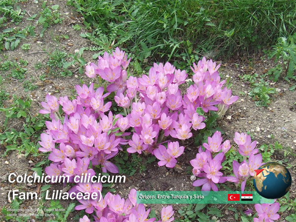 Colchicum
                    cilicicum