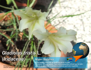 Gladiolus
                      tristis