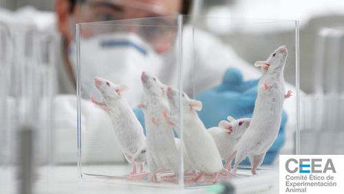 Jornada CMN sobre Ética de la Investigación en Experimentación Animal