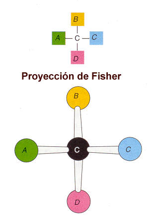 fisher1.gif (16982 bytes)