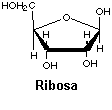 ribose.gif (1461 bytes)