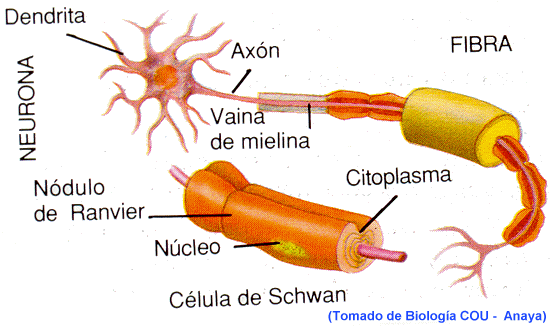 neurona.gif (43524 bytes)