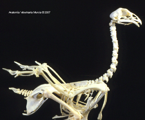 Resultado de imagen para gif de esqueletos aves