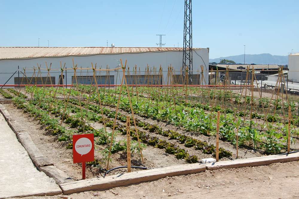 Huerto ecológico comunitario de la Universidad de Murcia. Campus Sostenible. 