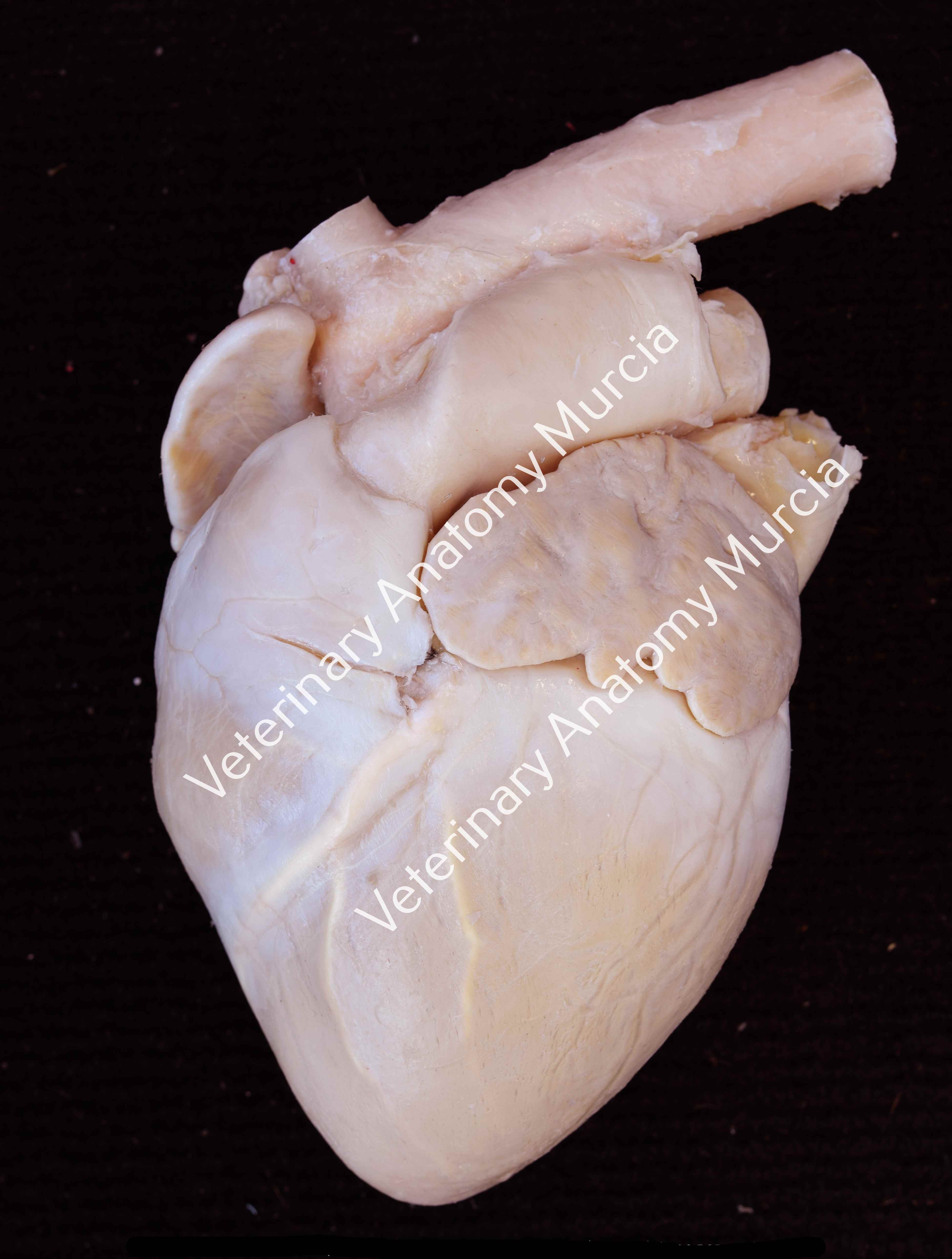 corazón-cerdo-coronarias-m.jpg