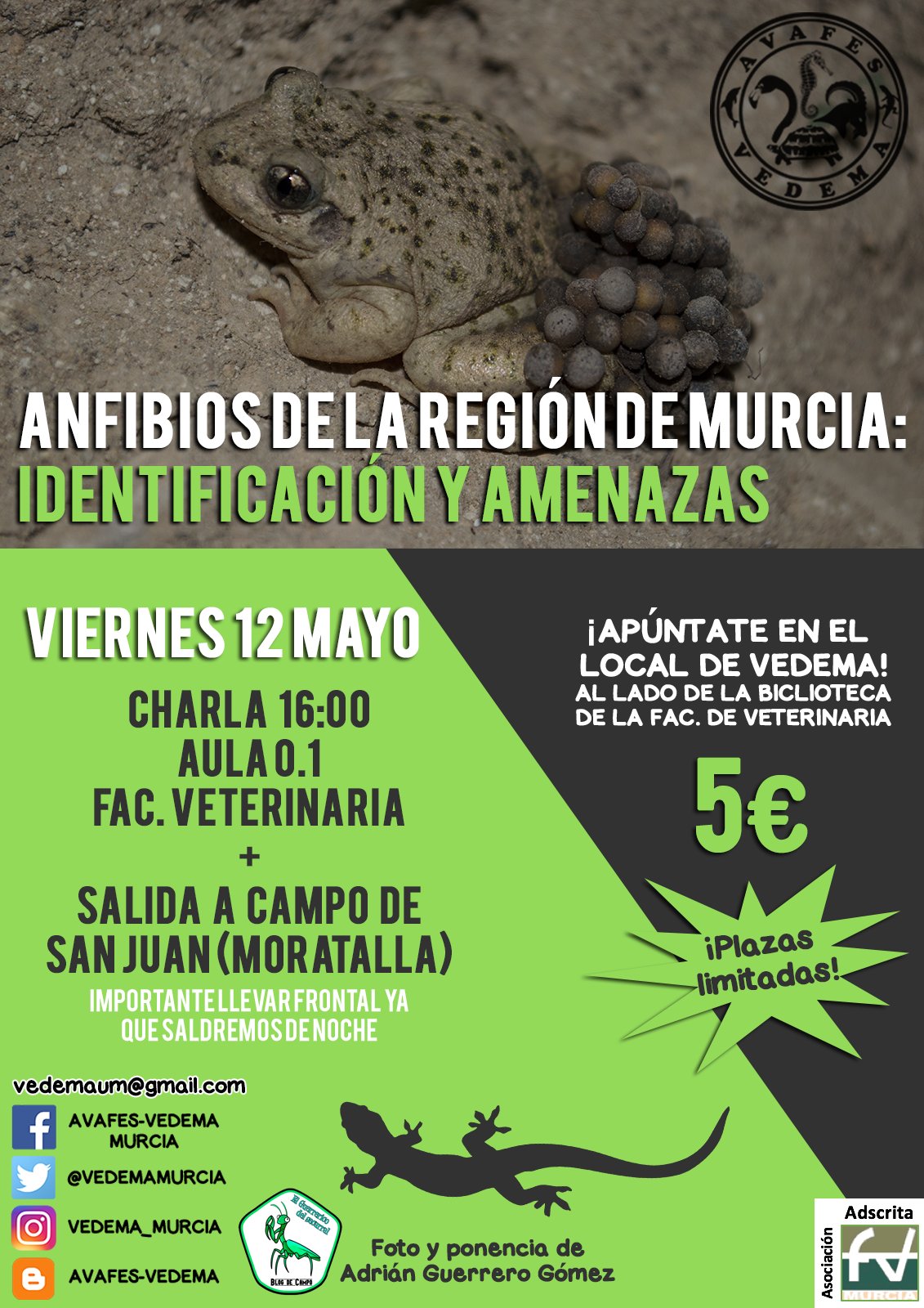 Anfibios de la región de Murcia: identificación y amenazas