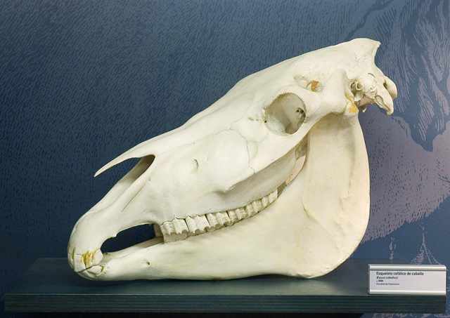 Cráneo de caballo