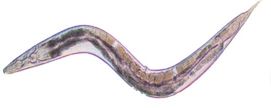 elegans