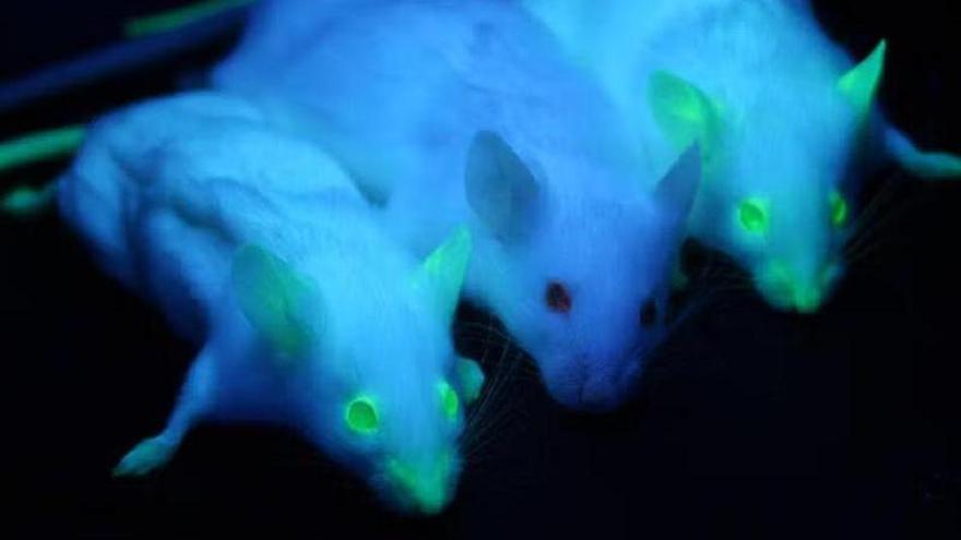 ratones transgénicos