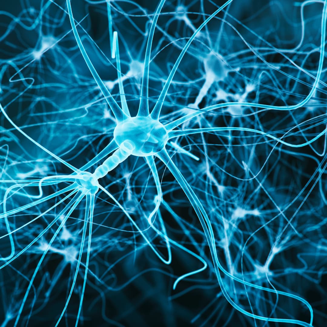 Neuronas interactuando