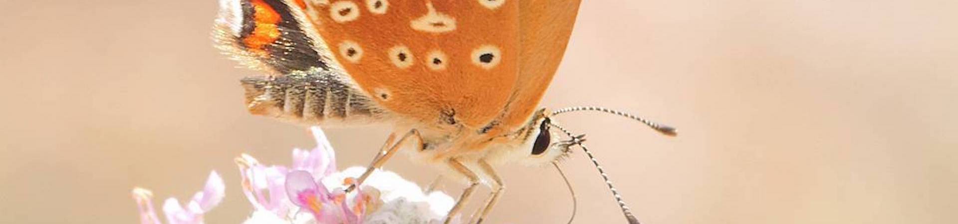 La UMU describe una nueva especie de mariposa desconocida