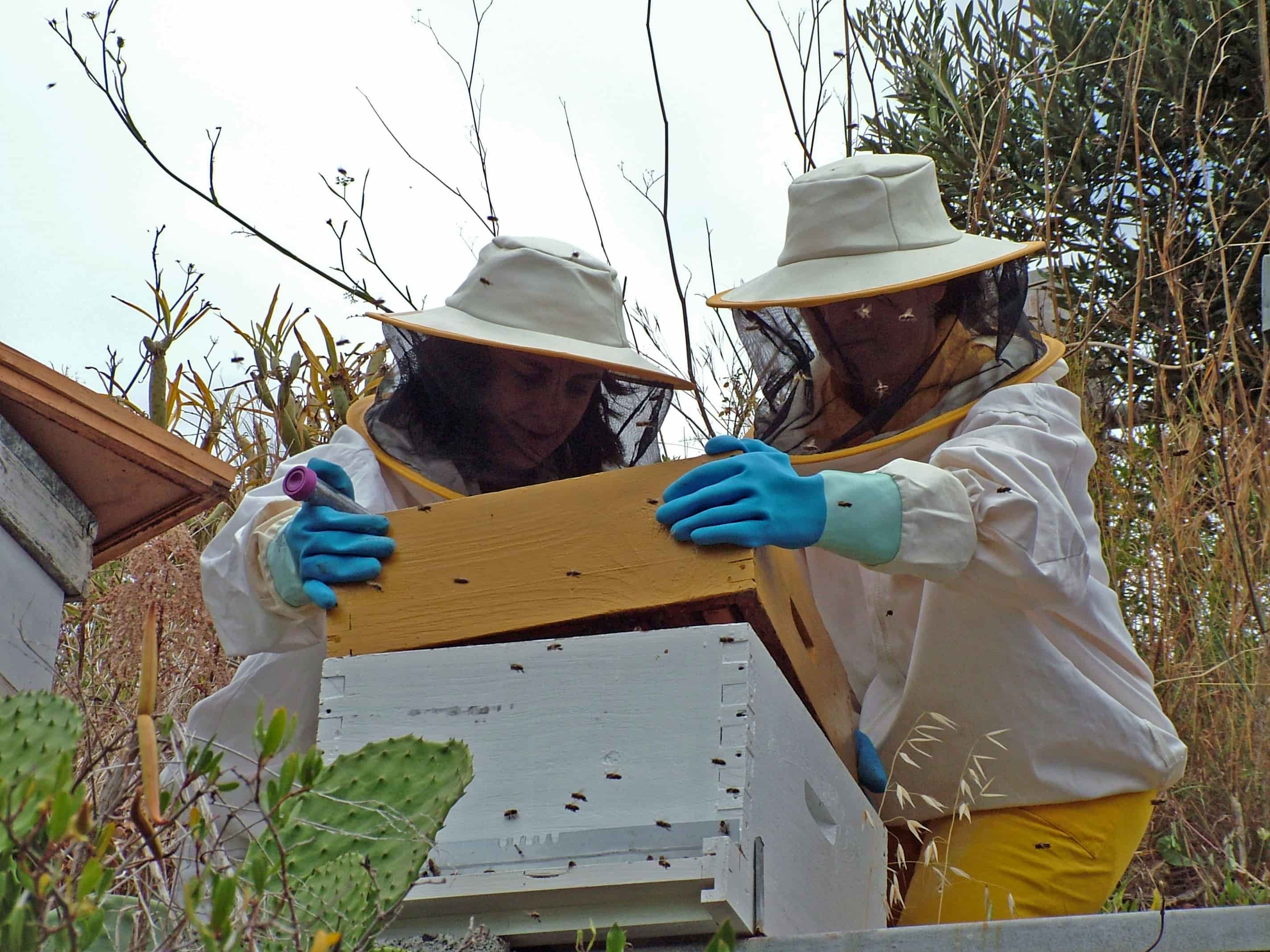 investigadoras abejas
