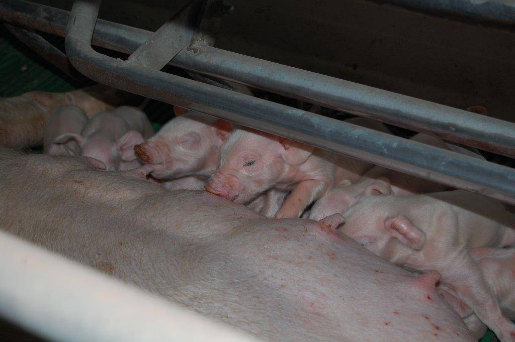 La Universidad de Murcia participa en el Grupo Operativo ANPSTAND para desarrollar un estándar de calidad para centros de inseminación artificial porcina