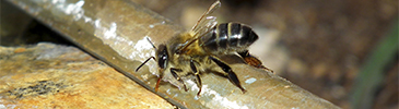 El encuentro bianual de apidología EURBEE en Murcia coincide con el estreno en España de la película “La abeja Maya”