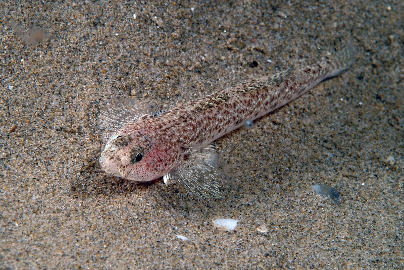 El pez <em>Pomatoschistus marmoratus</em> mejor adaptado a la vida en la laguna costera del Mar Menor