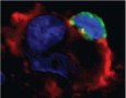 Formacion de sinapsis inmunologicas en tejido humano