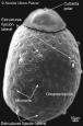 Un estudio de la Universidad de Murcia  proporciona nuevos detalles morfológicos del corion de tres especies de la familia Ephemerellidae