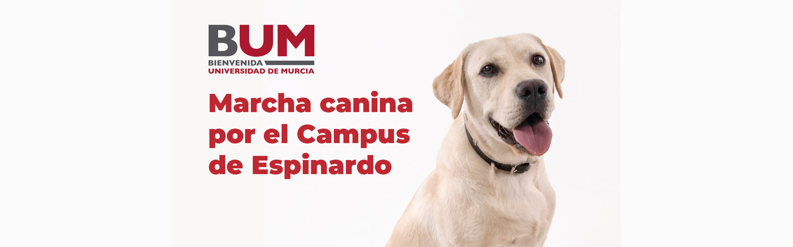 La Universidad de Murcia organiza una marcha canina por el campus de Espinardo