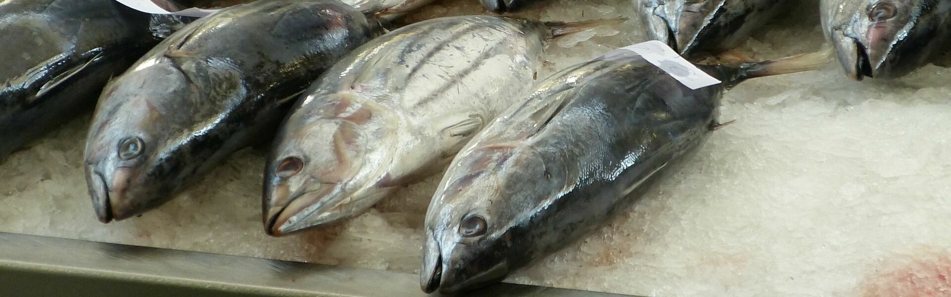 Un estudio en el que participa un profesor de la UMU demuestra que los españoles son los europeos que más mercurio tienen en su organismo por el consumo de pescado