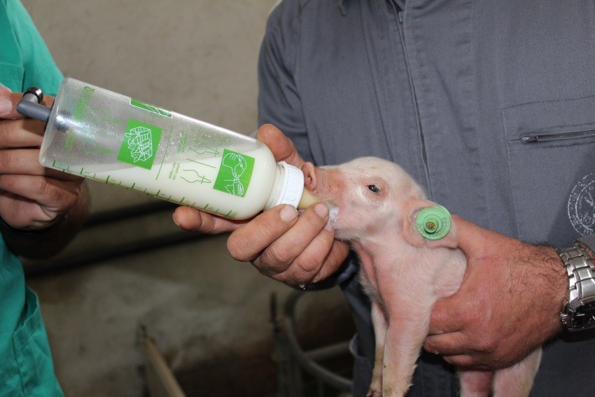 Trabajo UMU-Empresa consigue mejorar la calidad de vida de los lechones recién nacidos mediante suplementación de calostro de cabra