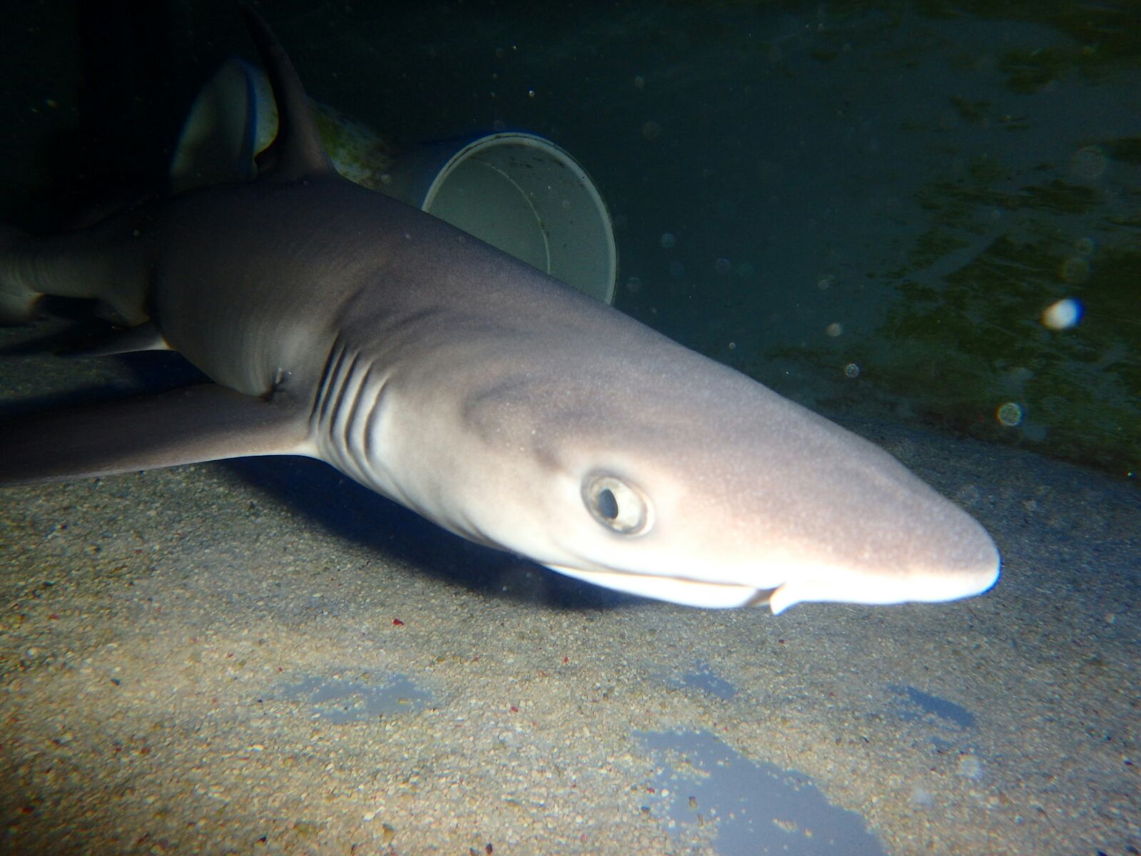 Imagen asociada al enlace con título Tiburones Indopacífico