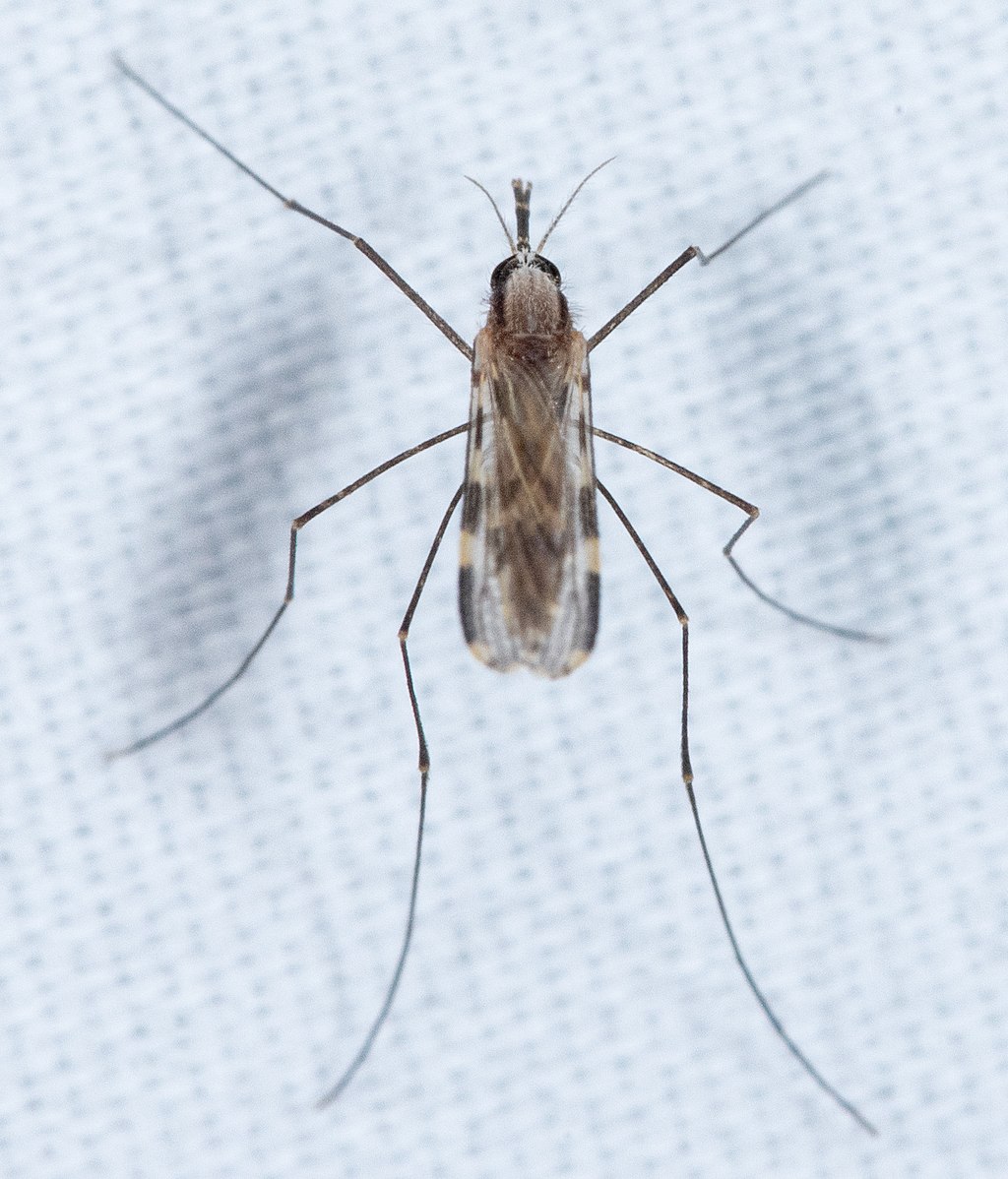 Mosquito Anopheles franciscanus