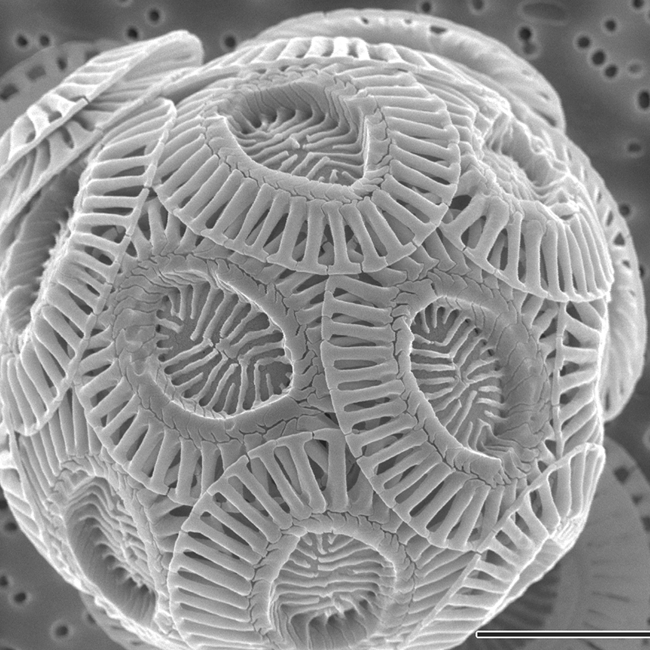 Emiliania huxleyi, alga marina microscópica