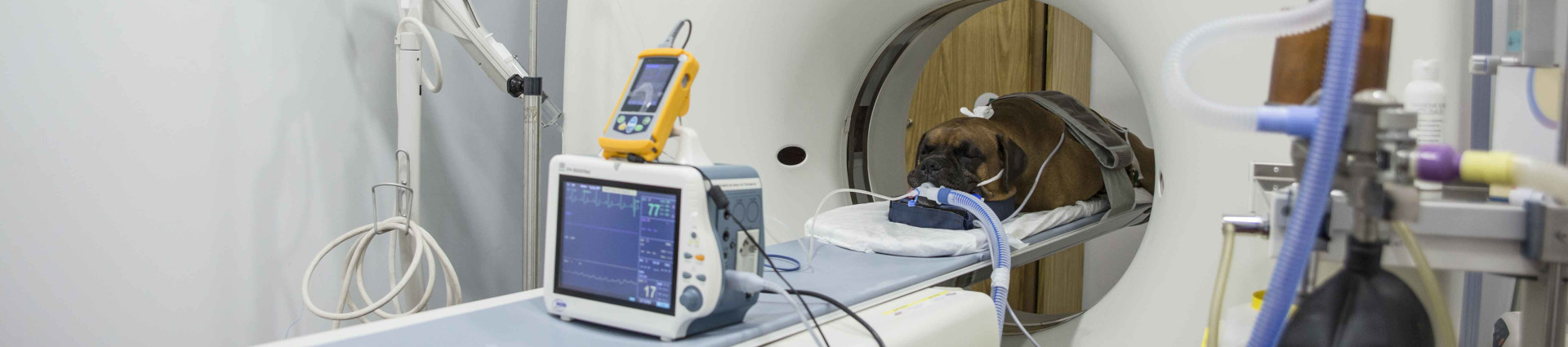 Tomografía Computerizada realizada a un perro bóxer en el Hospital Veterinario Universitario de Murcia