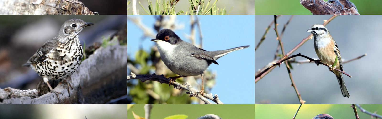 El grupo de investigación ECOMED revela un descenso en la riqueza de especies de aves forestales en la Región a causa del cambio global