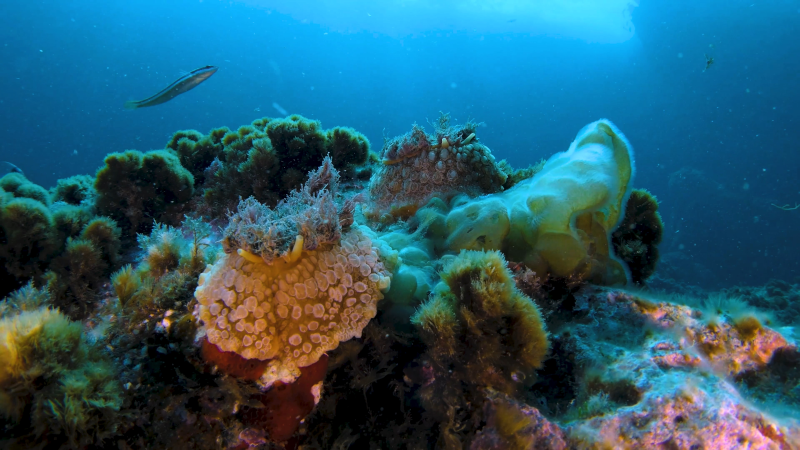 Impacto positivo de las áreas marinas protegidas frente al cambio climático