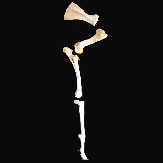 Panel-oseo-huesos-m-toraci-new.gif