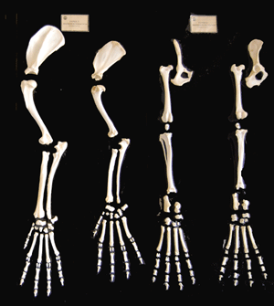 Panel-oseo-huesos-miembros-.gif