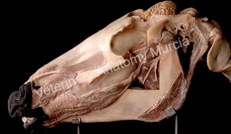 02-Veterinary Anatomy Murcia.jpg