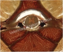 13-Veterinary Anatomy Murcia.jpg