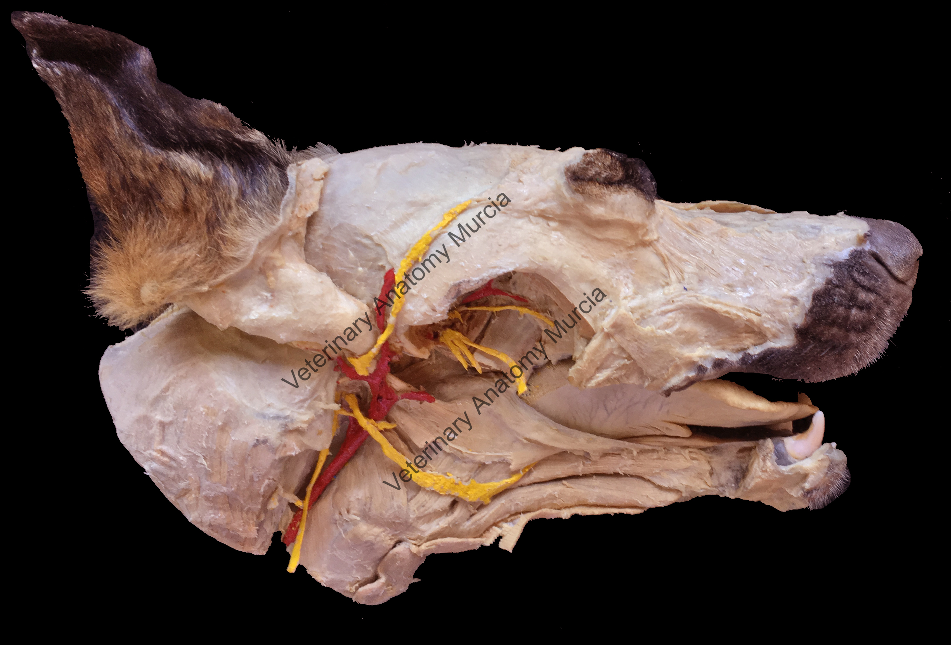 49-Veterinary Anatomy Murcia.jpg