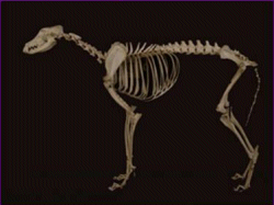 Anatomía radiológica del perro