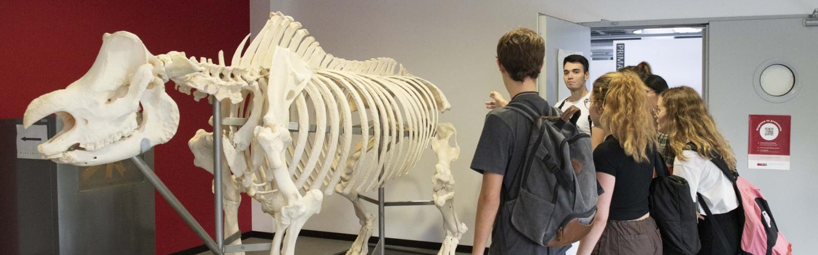 Nota de prensa - Treinta y tres esqueletos completos de animales pueden verse en el Museo Veterinario de la Universidad de Murcia